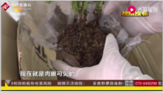 長(zhǎng)沙郵局截獲了六株<em>未經(jīng)</em>檢疫，帶有境外昆蟲<em>的</em>活體植物