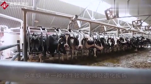 關于人類瘋牛病4個可怕<em>的</em><em>事實</em>