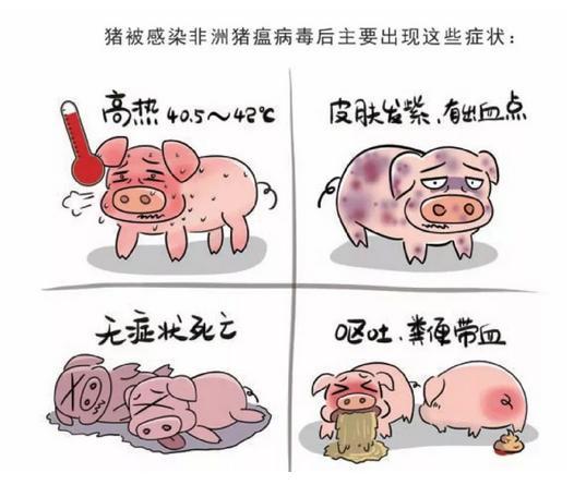 豬被感染非洲豬瘟病毒后主要出現(xiàn)的癥狀