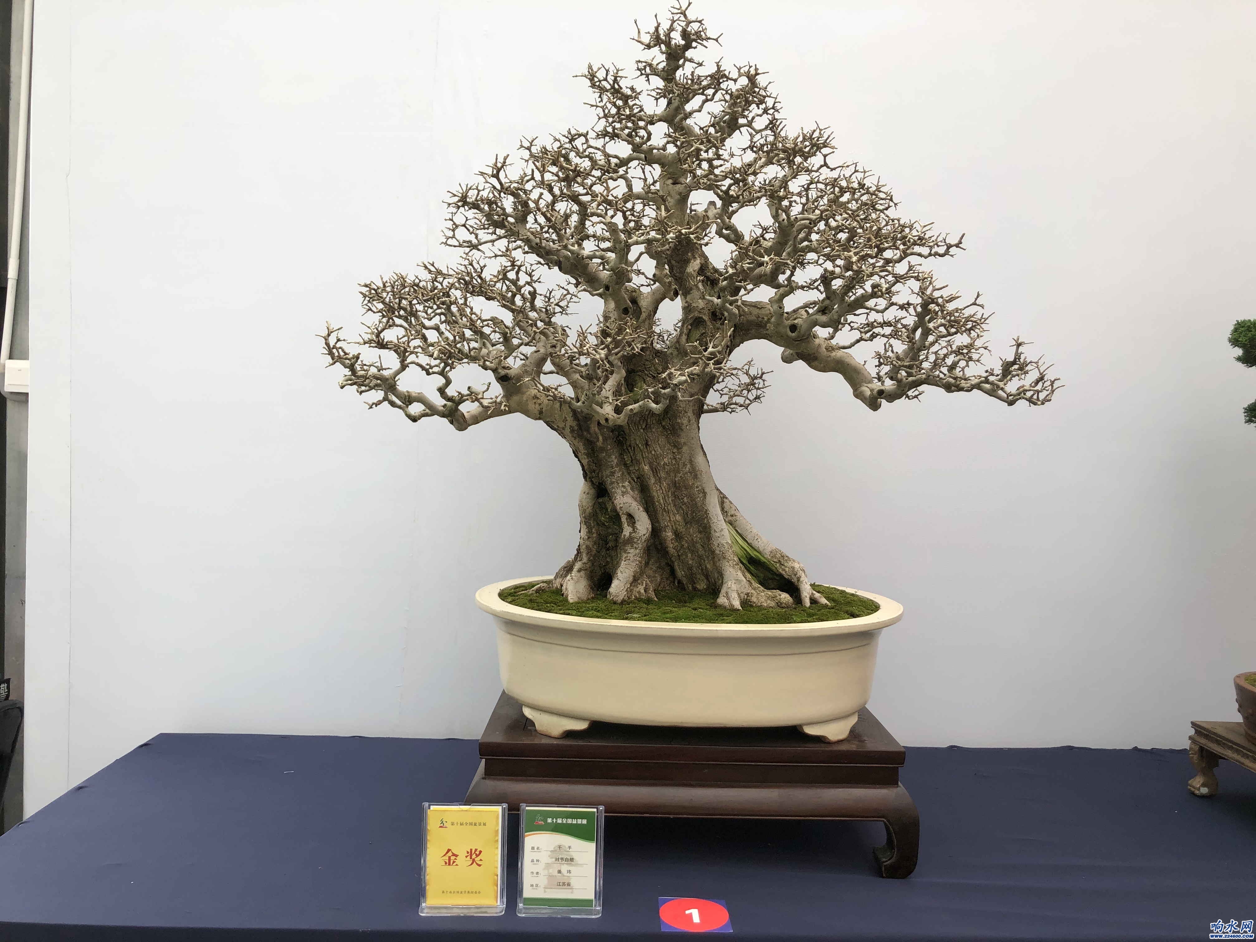<em>第十屆</em><em>盆景</em><em>展</em>、<em>第八屆</em><em>沭陽</em>花木節(jié)金獎作品：《千手》