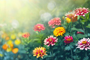 <em>植物保護(hù)</em><em>專業(yè)</em>：<em>農(nóng)業(yè)</em><em>昆蟲學(xué)</em>、<em>普通</em><em>昆蟲學(xué)</em>《“蟲口奪糧”<em>的</em><em>農(nóng)業(yè)</em>專家程遐年教授》<em>課程</em><em>思</em><em>政</em><em>案例</em>