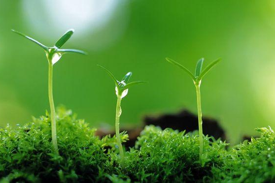 <em>植物保護</em><em>專業</em>：<em>普通</em><em>昆蟲學</em>(<em>昆蟲</em>有益<em>的</em>方面)、<em>昆蟲</em><em>分類學</em>(鱗翅目蠶蛾<em>科</em>)《“非典”期間完成<em>的</em>家蠶基因組框架圖》<em>課程</em><em>思</em><em>政</em><em>案例</em>