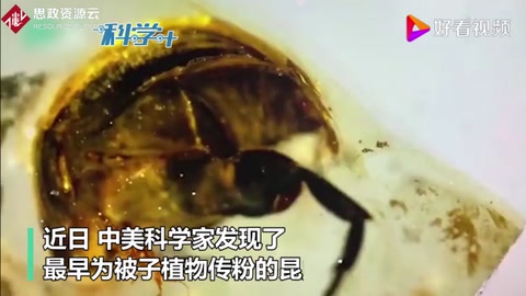 琥珀中一億年前的“采花大盜” 破解“達(dá)爾文討厭之謎”