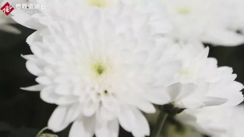 世界上最大型花卉種植基地，世界一半資源都來自于這里！