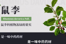 弘揚中醫藥文化,傳播中醫藥知識：中華本草-鼠李