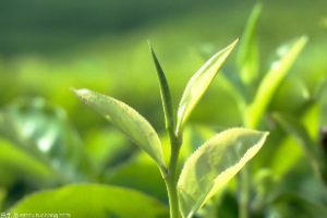<em>生物科學</em>、農(nóng)學、園藝等專業(yè)：《<em>植物</em><em>學</em>》<em>課程</em><em>思</em>政<em>案例</em>
