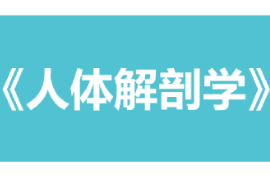 <em>課件</em>：康復(fù)治療學(xué)、<em>護(hù)理</em>學(xué)、<em>助產(chǎn)</em>學(xué)<em>專業(yè)</em>《人體解剖學(xué)》