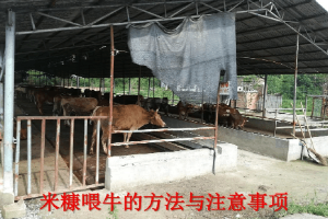 畜禽智能化養(yǎng)殖專業(yè)《米糠喂牛的方法與注意事項》