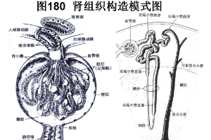 <em>腎</em>組織構(gòu)造<em>模式</em><em>圖</em>