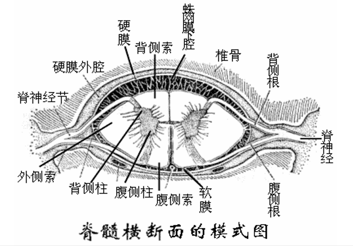 <em>脊髓</em>橫截?cái)嗝娴哪Ｊ綀D