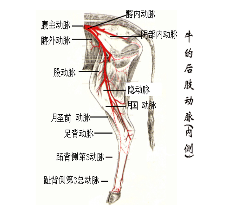 牛的后肢動(dòng)脈（<em>內(nèi)側(cè)</em>）