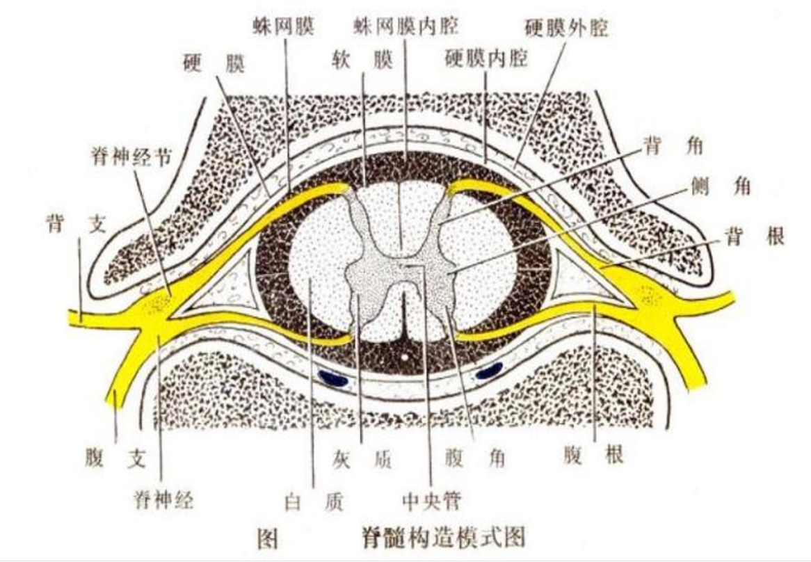 脊髓構造<em>模式</em>圖