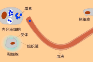 動物生理—體液<em>調節</em>