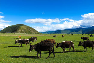 <em>課程標(biāo)準(zhǔn)</em>：<em>畜牧</em><em>獸醫(yī)</em><em>專業(yè)</em>《<em>飼料</em><em>與</em>獸藥營銷》<em>課程標(biāo)準(zhǔn)</em>