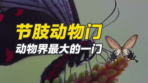 節肢動物門，動物界最大的一門