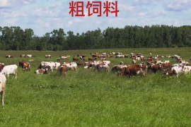 什么是粗飼料？