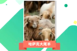 一分鐘了解哈薩克<em>大</em><em>尾</em><em>羊</em>