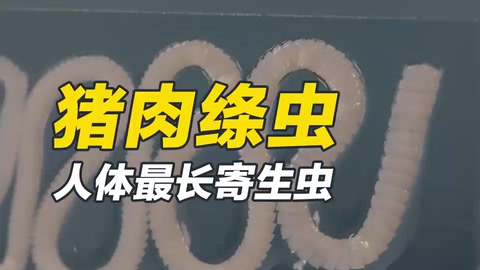 人體最長(zhǎng)寄生蟲(chóng)—豬肉絳蟲(chóng)