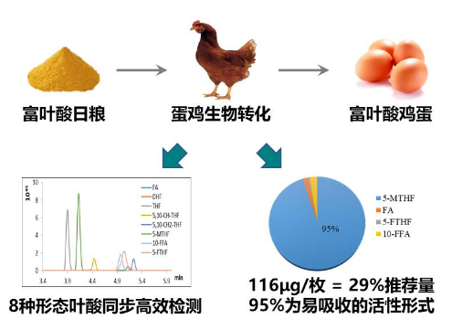 科學(xué)家研發(fā)<em>富</em>葉酸<em>雞蛋</em>及其質(zhì)控技術(shù)