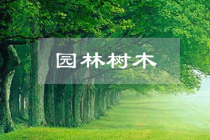 園林技術(shù)專業(yè)：《園林樹木—“匠心澆筑園林，守護綠水青山”》課程思政案例