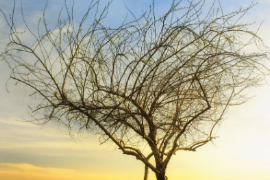 <em>微</em><em>課</em>：殯葬設(shè)備維護技術(shù)<em>專業(yè)</em>《喪葬<em>禮儀</em>》