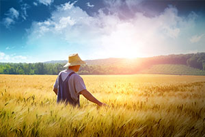 飼草生產(chǎn)技術(shù)專業(yè)：<em>植物</em>生理學<em>課程</em><em>思</em><em>政教</em>學大綱