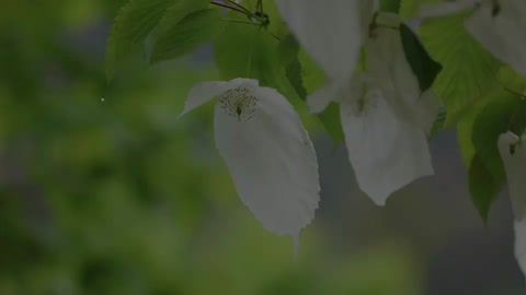 珙桐：花朵會變?nèi)N顏色的植物