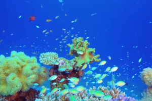 塑料污染與生物多樣性有何關(guān)系？“減塑撿塑”為自然