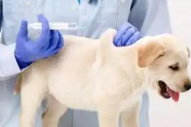 動物醫學專業：《動物防疫與檢疫技術—項目五 共患疫病的檢疫 模塊二 狂犬病的檢疫》課程思政教學案例