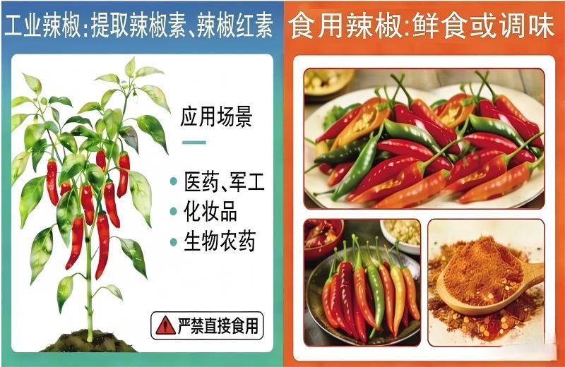 工業辣椒：能做口紅、催淚瓦斯，就是不能吃